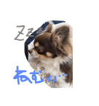 犬（チワワ）スタンプ（個別スタンプ：2）