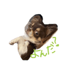 犬（チワワ）スタンプ（個別スタンプ：4）