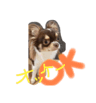 犬（チワワ）スタンプ（個別スタンプ：5）
