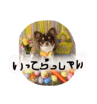 犬（チワワ）スタンプ（個別スタンプ：6）