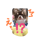犬（チワワ）スタンプ（個別スタンプ：7）