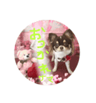 犬（チワワ）スタンプ（個別スタンプ：8）