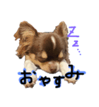 犬（チワワ）スタンプ（個別スタンプ：10）