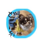 犬（チワワ）スタンプ（個別スタンプ：11）