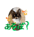 犬（チワワ）スタンプ（個別スタンプ：13）