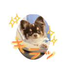 犬（チワワ）スタンプ（個別スタンプ：14）