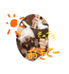 犬（チワワ）スタンプ（個別スタンプ：15）