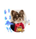 犬（チワワ）スタンプ（個別スタンプ：16）
