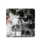 Minchopila6（個別スタンプ：4）