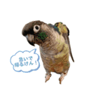 Minchopila6（個別スタンプ：12）