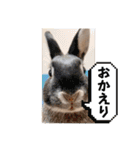 Minchopila6（個別スタンプ：16）