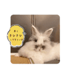Minchopila6（個別スタンプ：23）