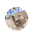 Minchopila6（個別スタンプ：24）
