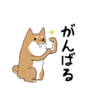 普段づかいできる犬（柴）（個別スタンプ：12）