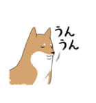 普段づかいできる犬（柴）（個別スタンプ：22）