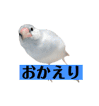 文鳥ラムネ＆ソーダのスタンプ②（個別スタンプ：4）
