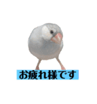 文鳥ラムネ＆ソーダのスタンプ②（個別スタンプ：5）