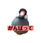 文鳥ラムネ＆ソーダのスタンプ②（個別スタンプ：6）