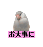 文鳥ラムネ＆ソーダのスタンプ②（個別スタンプ：7）