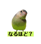 文鳥ラムネ＆ソーダのスタンプ②（個別スタンプ：9）