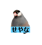 文鳥ラムネ＆ソーダのスタンプ②（個別スタンプ：10）