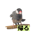 文鳥ラムネ＆ソーダのスタンプ②（個別スタンプ：12）