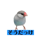 文鳥ラムネ＆ソーダのスタンプ②（個別スタンプ：13）