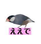 文鳥ラムネ＆ソーダのスタンプ②（個別スタンプ：15）