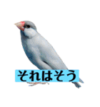 文鳥ラムネ＆ソーダのスタンプ②（個別スタンプ：16）