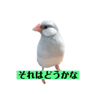 文鳥ラムネ＆ソーダのスタンプ②（個別スタンプ：17）