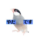 文鳥ラムネ＆ソーダのスタンプ②（個別スタンプ：18）