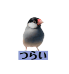 文鳥ラムネ＆ソーダのスタンプ②（個別スタンプ：19）