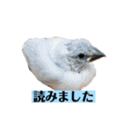 文鳥ラムネ＆ソーダのスタンプ②（個別スタンプ：20）