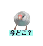 文鳥ラムネ＆ソーダのスタンプ②（個別スタンプ：21）