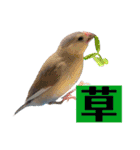 文鳥ラムネ＆ソーダのスタンプ②（個別スタンプ：22）