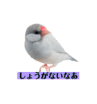 文鳥ラムネ＆ソーダのスタンプ②（個別スタンプ：24）