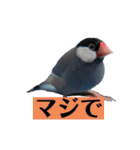 文鳥ラムネ＆ソーダのスタンプ②（個別スタンプ：26）