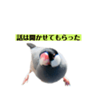 文鳥ラムネ＆ソーダのスタンプ②（個別スタンプ：29）