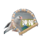 文鳥ラムネ＆ソーダのスタンプ②（個別スタンプ：33）