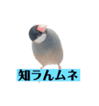 文鳥ラムネ＆ソーダのスタンプ②（個別スタンプ：39）
