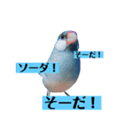 文鳥ラムネ＆ソーダのスタンプ②（個別スタンプ：40）