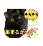 黒猫 ルナ院長94にゃんめ（個別スタンプ：3）