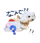 犬（トイプードル）の日常（個別スタンプ：1）