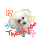 犬（トイプードル）の日常（個別スタンプ：3）