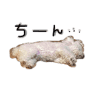 犬（トイプードル）の日常（個別スタンプ：4）