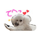 犬（トイプードル）の日常（個別スタンプ：6）