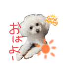 犬（トイプードル）の日常（個別スタンプ：7）
