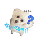犬（トイプードル）の日常（個別スタンプ：8）