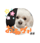 犬（トイプードル）の日常（個別スタンプ：9）