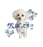 犬（トイプードル）の日常（個別スタンプ：10）